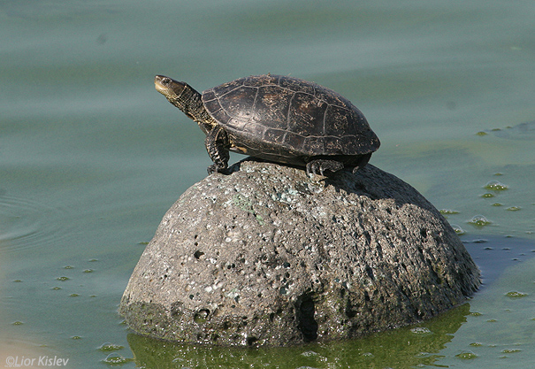 צב ביצות Caspian Turtle  Mauremys caspica                                     ביוב רמות הבטיחה נובמבר 2006